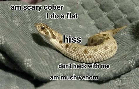 Danger noodle Memes