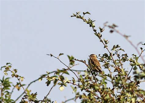 Penny S Hot Birding And Life 12 Hours Birding At Stiffkey Warham