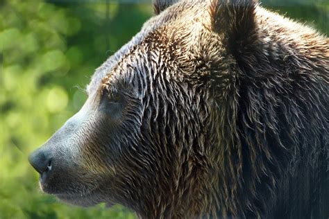 Brown Bear Animal Free Photo On Pixabay Pixabay