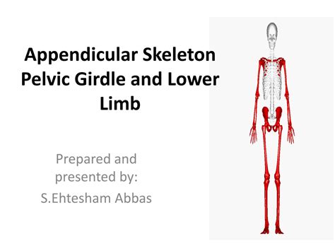 Solution Pelvic Girdle Studypool