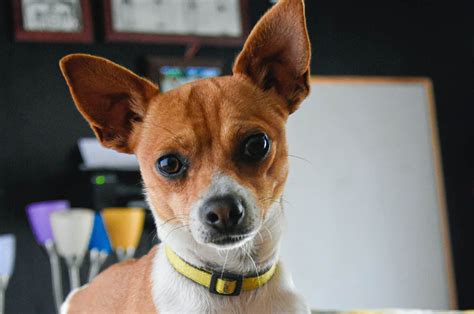 Meet The Whippet Chihuahua Mix Chi Whip In Detail