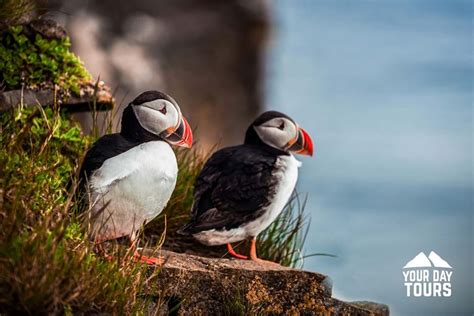 Westman Islands Volcanoes And Puffins Tour Your Day Tours