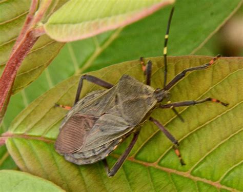 Pachylis Sp Pachylis Sp Coreidae Coreinae Nematopodini Flickr