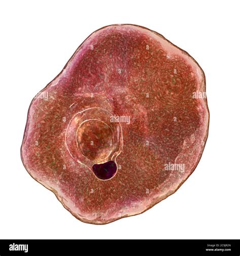 Plasmodium Ovale Trophozoite Fotografías E Imágenes De Alta Resolución Alamy