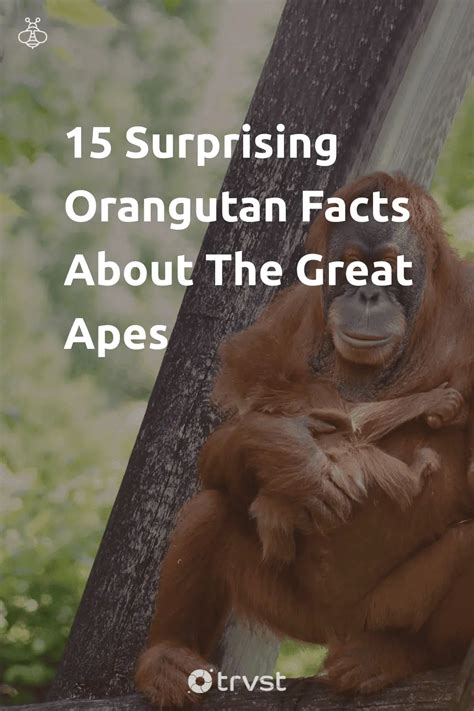 15 Surprising Orangutan Facts About The Great Apes