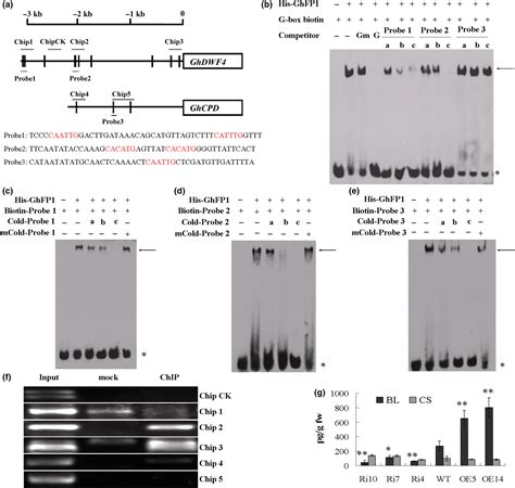 A Basic Helixloophelix Protein GhFP1 Promotes Fibre Elongation Of