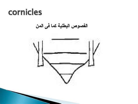 Insect abdomen Abdominal segments may be grouped into