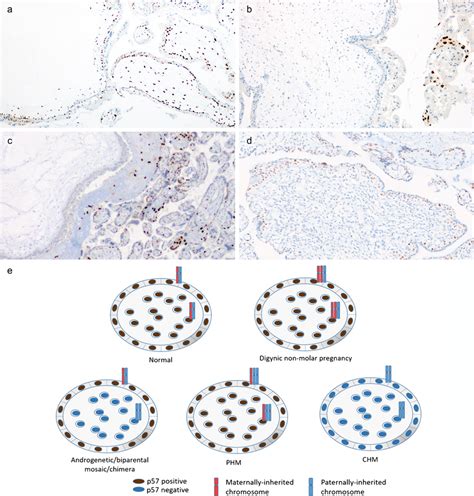 Ploidy Analysis By Flow Cytometry Dna Histograms From Flow Cytometry