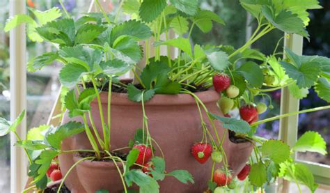 How To Grow Strawberries In A Container The Plant Guide