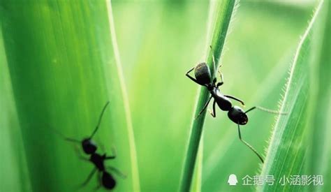 蚂蚁之谜：蚂蚁靠什么通讯？食物在很远的地方蚂蚁为什么能知道？腾讯新闻