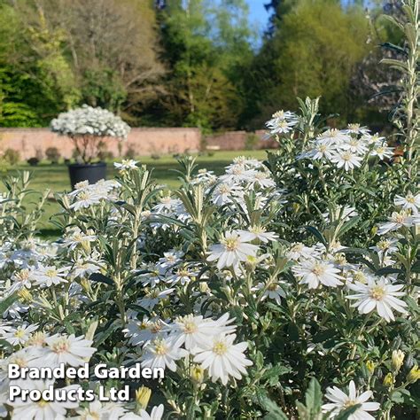 Olearia Spring Bling Thompson Morgan