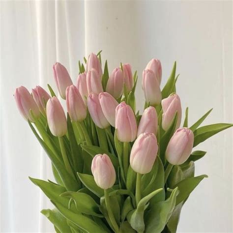 The Symbolism And Colour Meaning Of Tulips Interflora Flowers Delivery