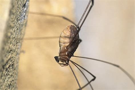 Harvestman With Prey BugGuide Net