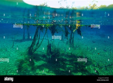 Freshwater pond and underwater vegetation natural freshwater spring ...