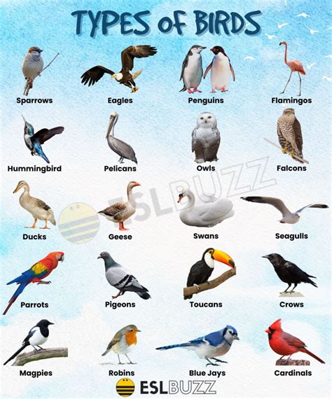 Types of Birds: A Guide to the Different Birds and Their Characteristics - ESLBUZZ