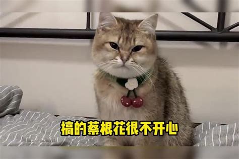 猫咪的小男友，看上了家里的公猫！还给人家舔脚！小猫咪猫咪小奶猫猫咪人家男友