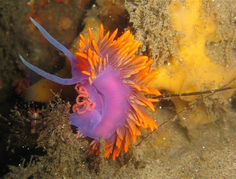 Définition Mollusques Vetofish