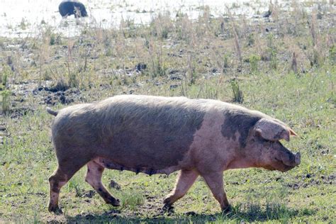 U SRBIJI SLUŽBENO POTVRĐENA SVINJSKA KUGA Opasna bolest stigla u