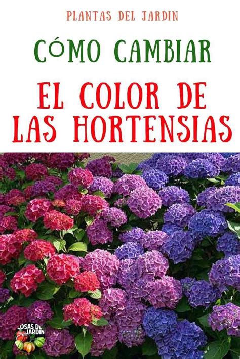 Como Cambiar El Color De Las Hortensias Cosas Del Jardin Cuidado