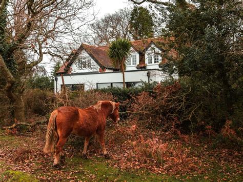 6 best walks from Brockenhurst in the New Forest - She walks in England