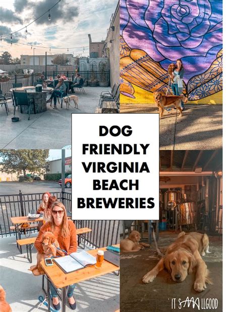 Virginia Beach: Dog Friendly Brewery Trip | Dog friendly beach ...