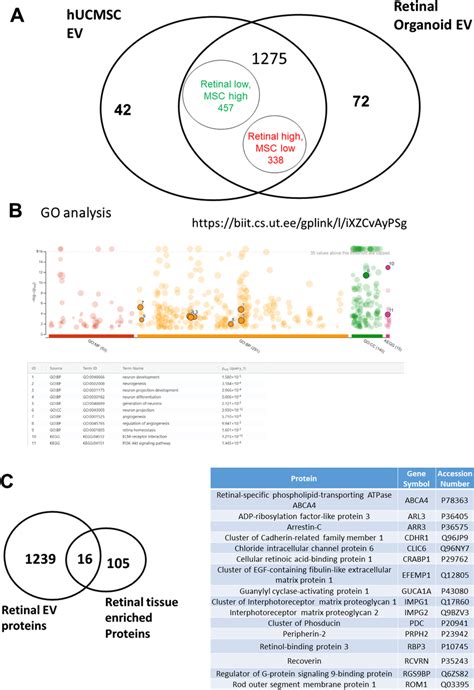 Proteomics Analysis Comparing Retinal Organoid With Hucmsc Evs A Venn