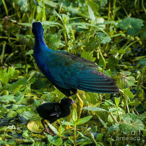 Purple Gallinule N Baby 1 Photograph by Nancy L Marshall