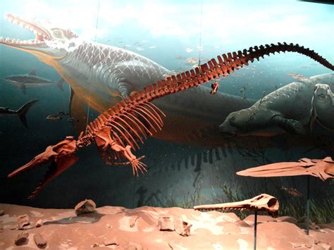 Early Whale Zygorhiza Kochii 39 37 Million Years Ago Flickr