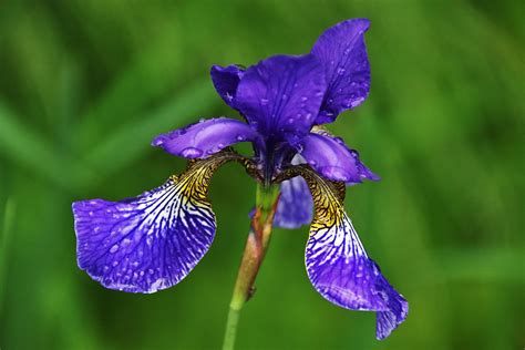 Blaue Schwertlilie Foto And Bild Pflanzen Pilze And Flechten Blüten And Kleinpflanzen Iris Und