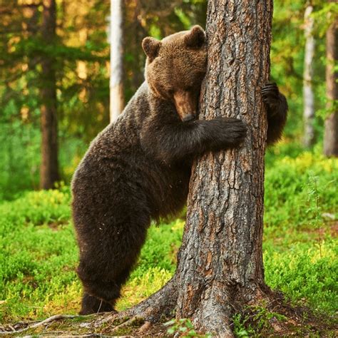 68 Brown Bear Standing Against Tree Royalty-Free Images, Stock Photos ...