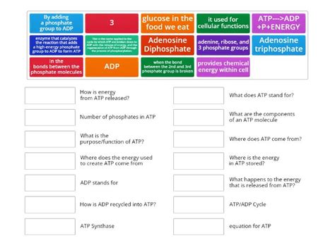 ATP Structure and Cycle - Match up