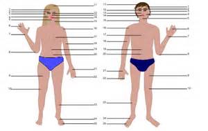 File:Human body man and woman with numbers.svg - Wikimedia Commons