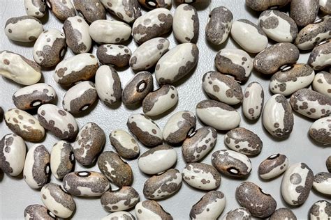 Dapple Grey Zursun Idaho Heirloom Beans