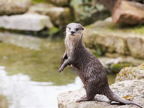 Policies at Battersea Park Children's Zoo