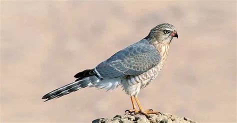 Predator's Palette: Exploring the Life of the Gabar Goshawk - The Worlds Rarest Birds