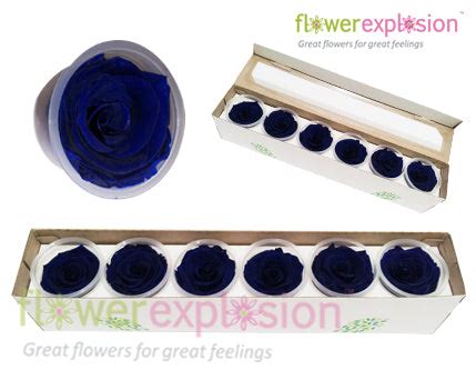 Blue roses for sale - Buy cheap blue roses - Flower Explosion