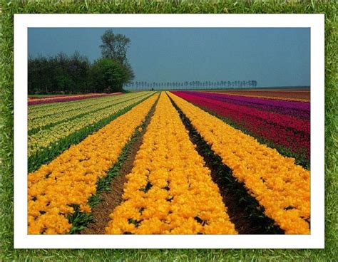 Solve Pole tulipánů Tulip field jigsaw puzzle online with 12 pieces