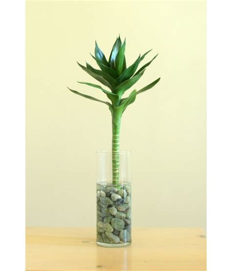 Green plant indoor Lotus Bamboo Plant With pot Indoor Bamboo Plant: Buy Green plant indoor Lotus ...