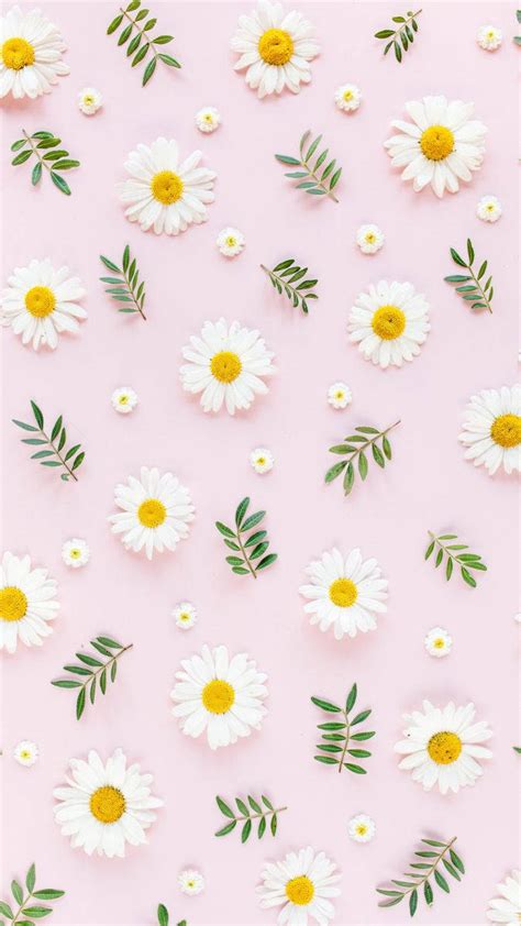 [100 ] Daisy Iphone Wallpapers