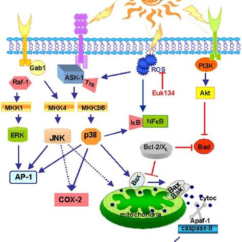 Mechanisms Of Uv Radiation Induced Apoptosis At Physiologically