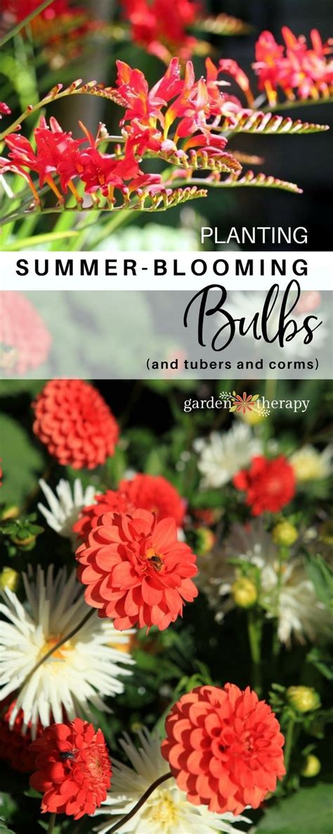 Plant Summer Flowering Bulbs For An Outstanding Display This Year Summer Flowering Bulbs