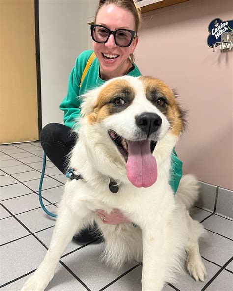 arden animal hospital glendale