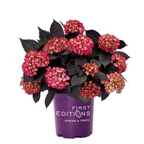 First Editions Gal Eclipse Hydrangea Shrub With Cranberry Flowers