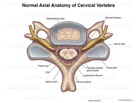 Richmond Spinal Cord Injury Lawyer Spine Injury Attorney