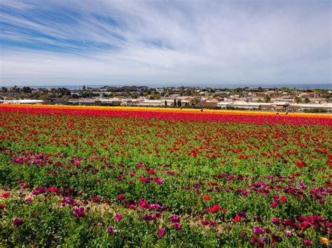 The Flower Fields At Carlsbad Ranch To Open For 2024 Season Carlsbad