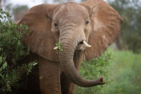 African Elephant | Some True Facts & Fresh Photos | Wildlife Of World