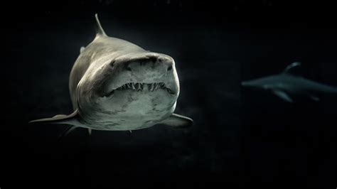 The Best and Scariest Shark Movies to Watch - The Greenman Review