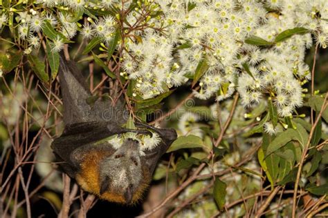 Grey Headed Flying Fox Stock Image Image Of Pollination 305002893