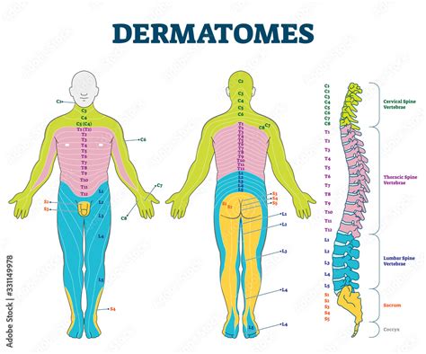 C3 Dermatome Region