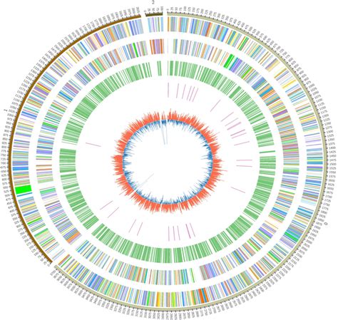 The Circular Maps Of The Rs P362200 Genome The Outermost Circle